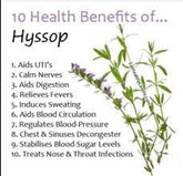 Hyssop Leaf C/S - EROS NECTAR